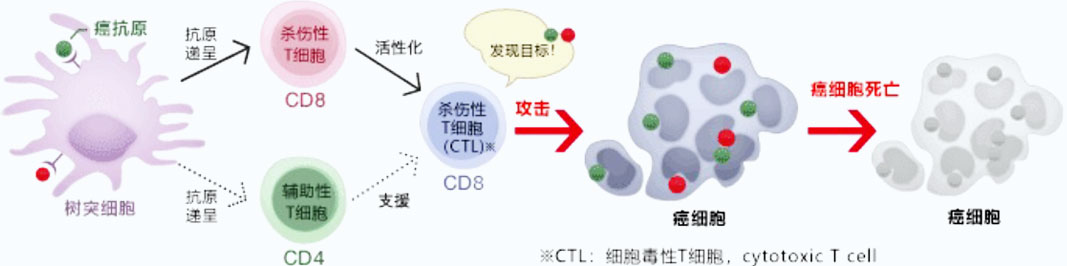 疫苗的诱导和递呈