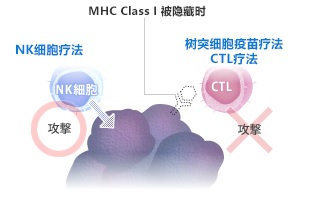 树突细胞