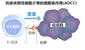 癌细胞