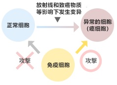 免疫细胞为什么能用于癌症治疗