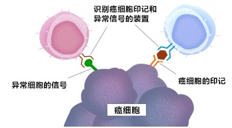 识别癌细胞后发起攻击