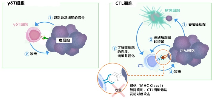 对隐藏或消失的癌细胞特征（MHCClass1）迅速发动攻击