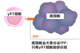 γδT细胞特有的识别癌细胞的方法