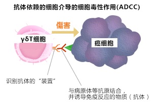 与抗体医药联合使用，提高对癌杀伤力