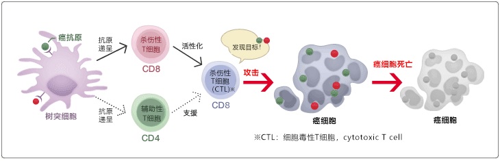 树突细胞疫苗疗法