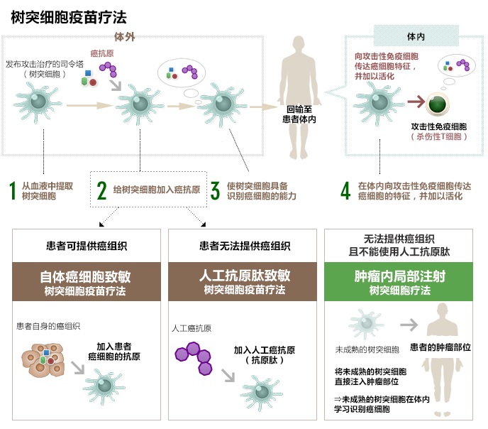 树突细胞疫苗疗法的种类