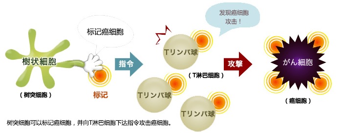 树突细胞的作用机制