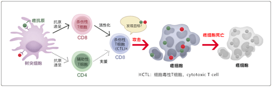 树突细胞疫苗疗法