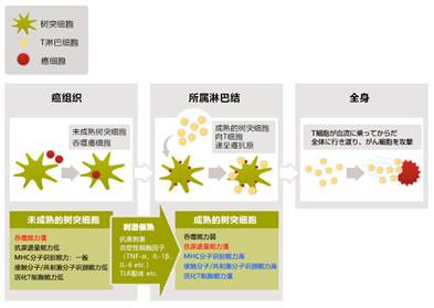 树突细胞成长过程