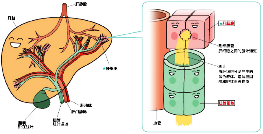 《肝脏的构造和功能》