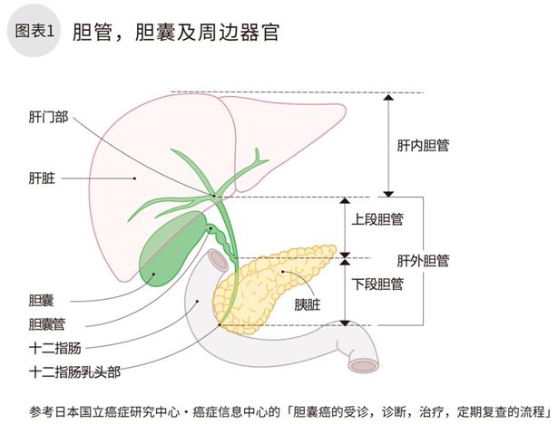 胆管 癌 症状