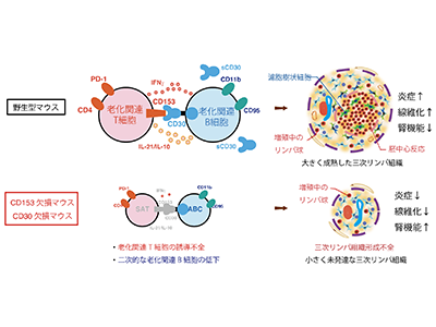 确定了导致老年人肾脏疾病恶化的细胞和分子 - 京都大学