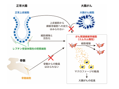 结直肠癌相关成纤维细胞起源细胞的鉴定-名古屋大学等