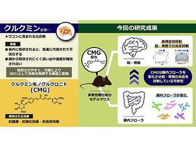 姜黄通过小鼠的肠道细菌抑制大脑和脊髓的炎症-京都大学等机构的研究
