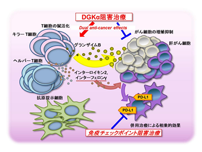 通过抑制DGKα来抑制肝细胞癌的生长-北海道大学等