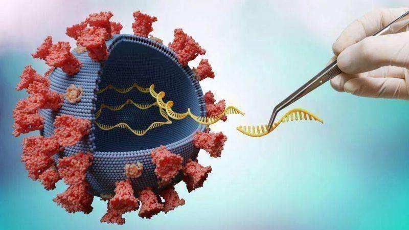 免疫T 细胞可能击退新冠病毒奥密克戎