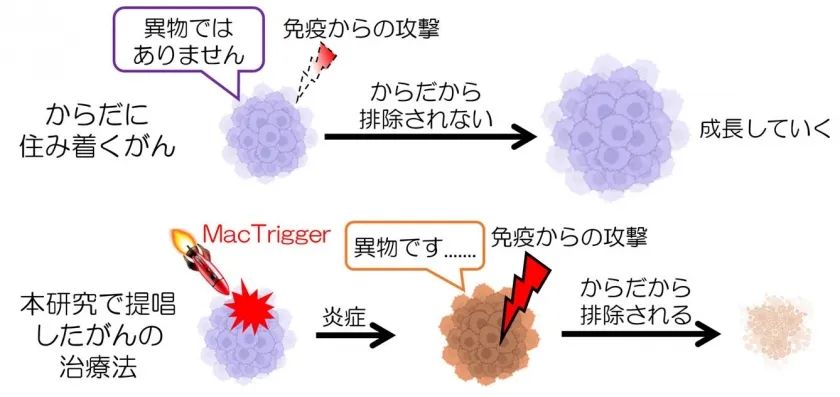 日本九州大学开发新型抗癌细胞药物-MacTrigger