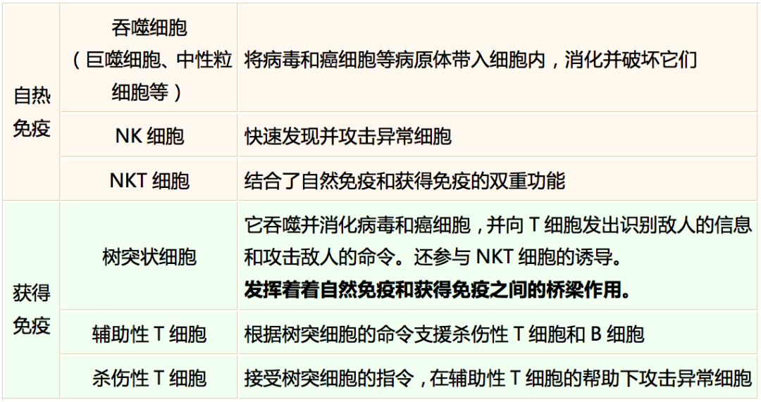 日本癌症免疫专家谈“免疫”（三）| 免疫力发挥作用的两个阶段