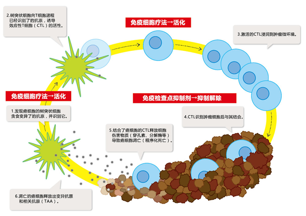 免疫チェックポイント阻害剤と免疫細胞治療との併用治療技術の研究開発・治験実施