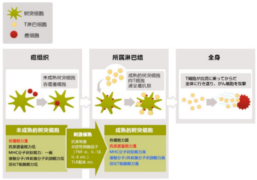 树突细胞疫苗疗法：免疫治疗的“指挥中枢”